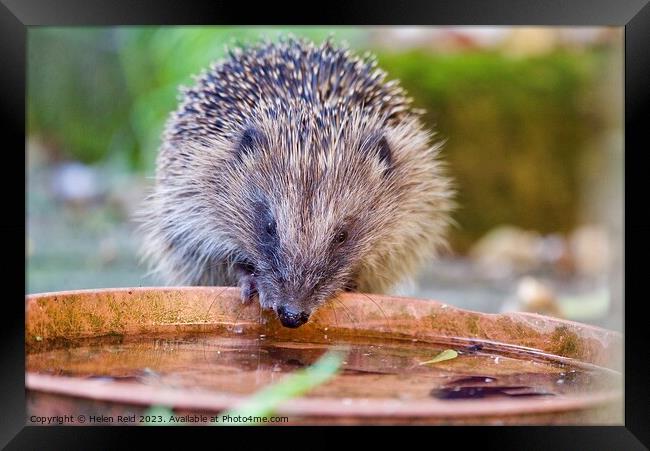 Animal hedgehog Framed Print by Helen Reid