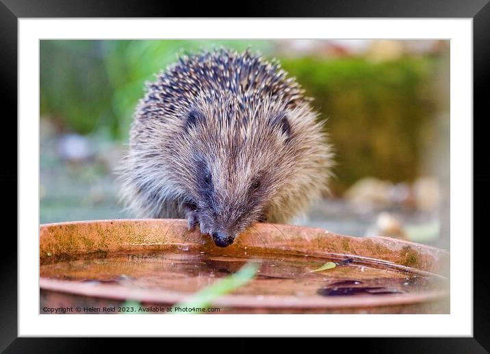Animal hedgehog Framed Mounted Print by Helen Reid