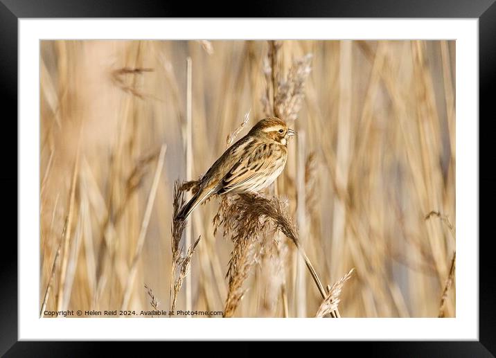 Reed Bunting in golden light Framed Mounted Print by Helen Reid