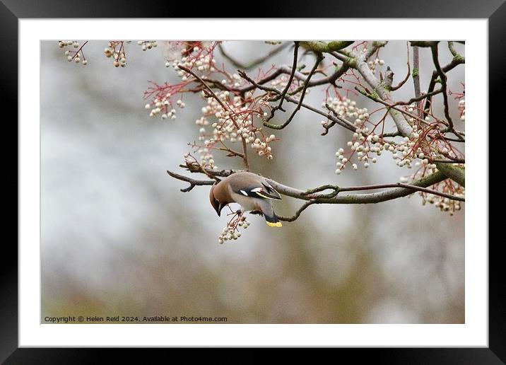 Waxwing bird eating Rowan tree berries Framed Mounted Print by Helen Reid