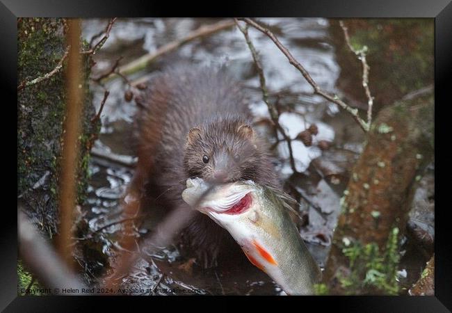 American Mink fishing and eating a perch fish  Framed Print by Helen Reid
