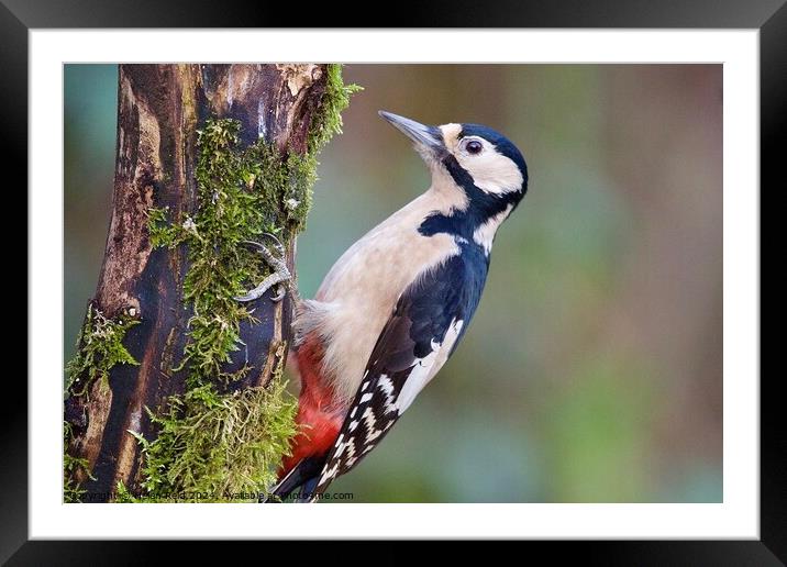 Great spotted woodpecker bird Framed Mounted Print by Helen Reid