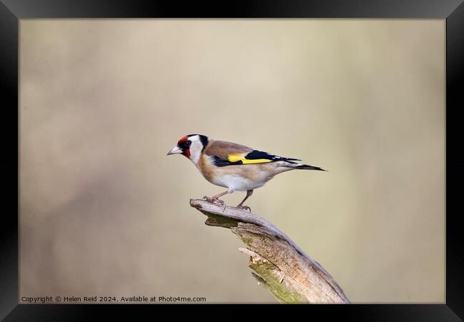 Goldfinch bird  Framed Print by Helen Reid