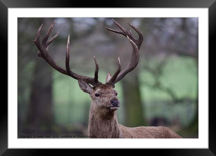 A red deer stag looking at the camera Framed Mounted Print by Helen Reid