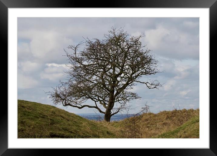 Single tree in a gap  Framed Mounted Print by Helen Reid