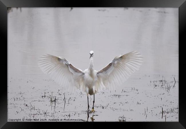 Little egret wings stretched open Framed Print by Helen Reid