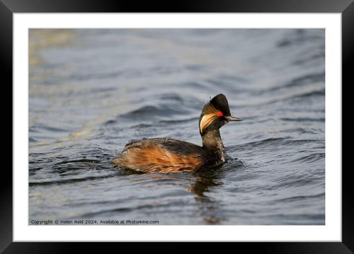 Black necked grebe Framed Mounted Print by Helen Reid