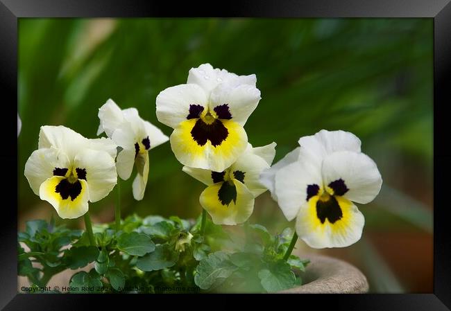 Plant pansy flower Framed Print by Helen Reid