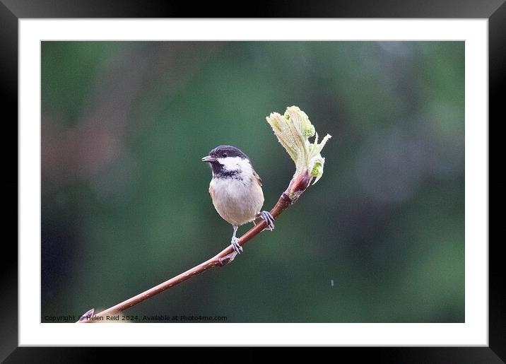 Coaltit bird perched on a spring branch Framed Mounted Print by Helen Reid