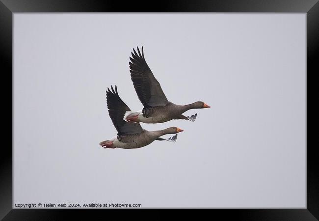 2 Greylag geese in flight  Framed Print by Helen Reid