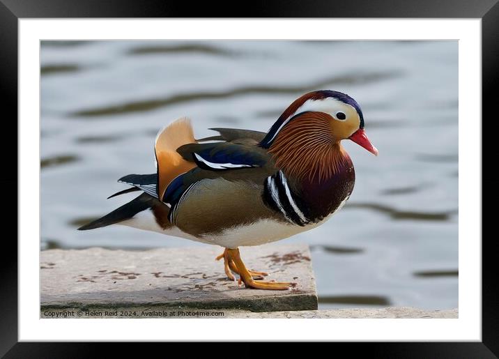 Mandarin duck side view out of water  Framed Mounted Print by Helen Reid