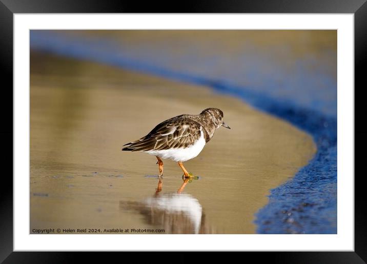 Single turnstone at the waters edge Framed Mounted Print by Helen Reid