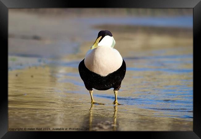 A single male eider duck bird standing at the waters edge Framed Print by Helen Reid
