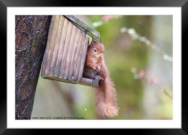 A close up of a red squirrel on a wooden feeder Framed Mounted Print by Helen Reid