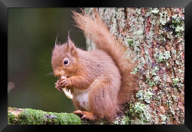 A red squirrel on a branch eating a peanut Framed Print by Helen Reid