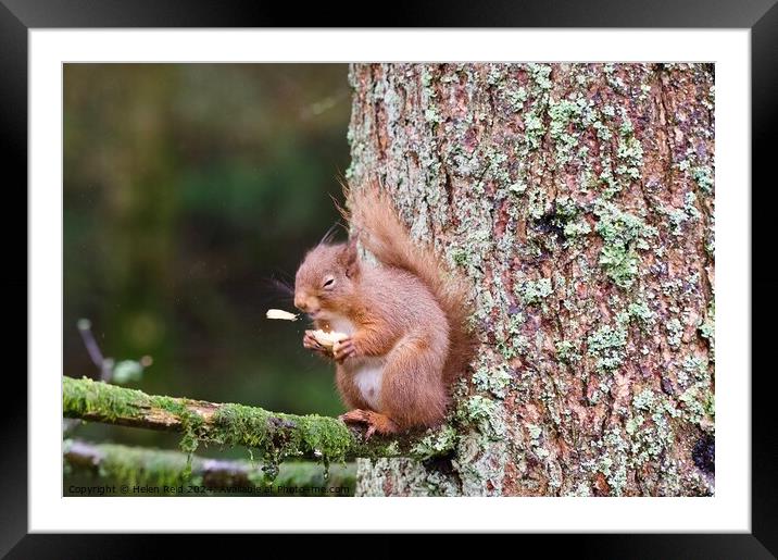 A red squirrel on a branch ‘sneezing’ a peanut Framed Mounted Print by Helen Reid