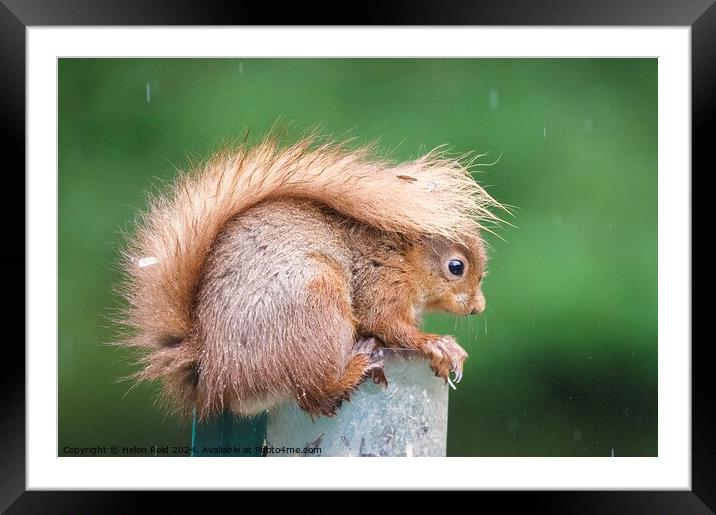 A close up of a red squirrel in the rain with its tail up  Framed Mounted Print by Helen Reid