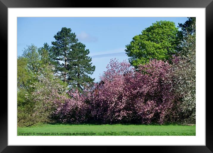 Variety of woodland trees and blossom trees Framed Mounted Print by Helen Reid
