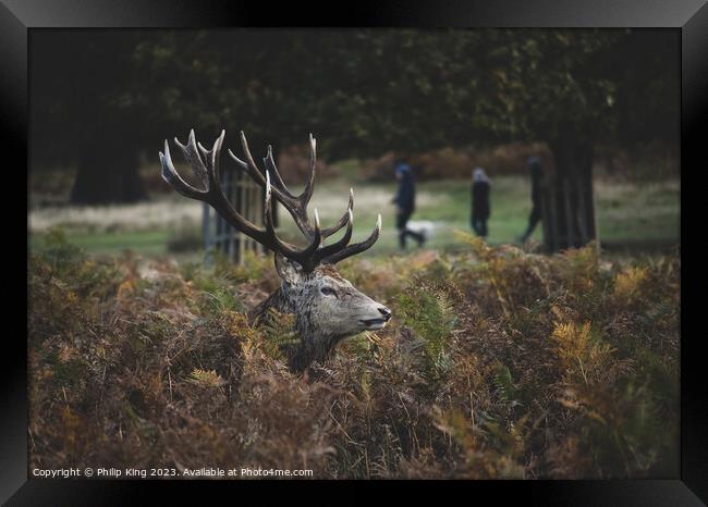 Stag in the Bracken Framed Print by Philip King