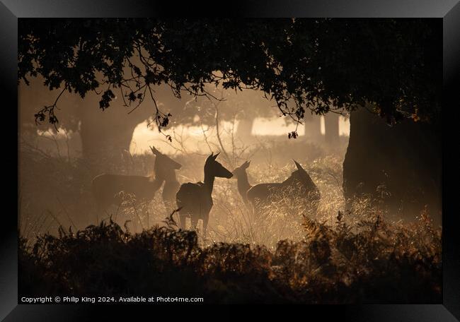 Deer at Richmond Park Framed Print by Philip King
