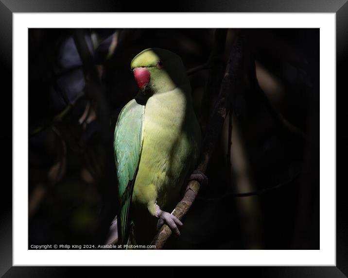 Parakeet at Kew Gardens Framed Mounted Print by Philip King