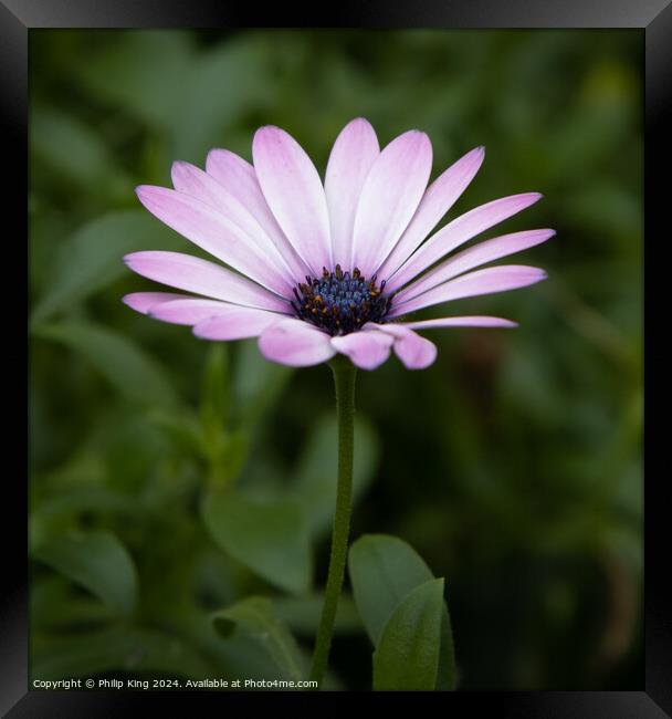 Flower at Kew Gardens Framed Print by Philip King