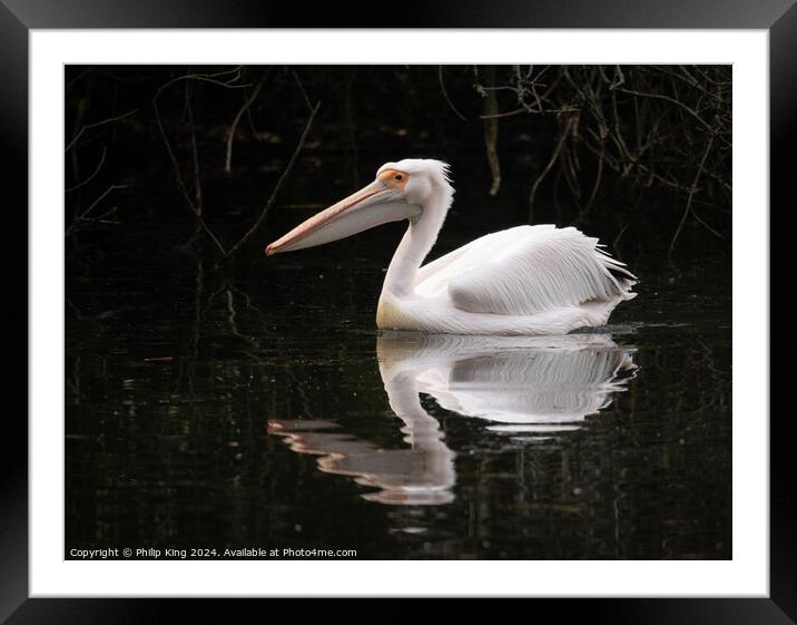Pelican at St James's Park Framed Mounted Print by Philip King