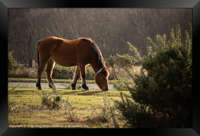 New Forest Pony Framed Print by Philip King