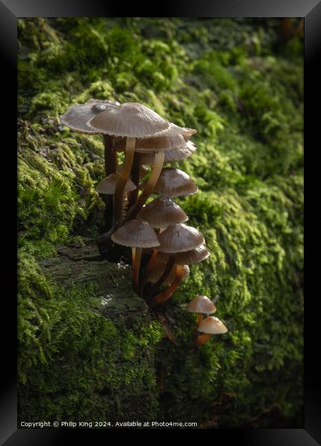 Fungi at Burnham Beeches Framed Print by Philip King