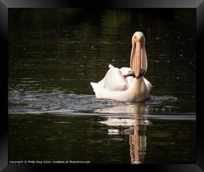 Pelican at St James's Park Framed Print by Philip King