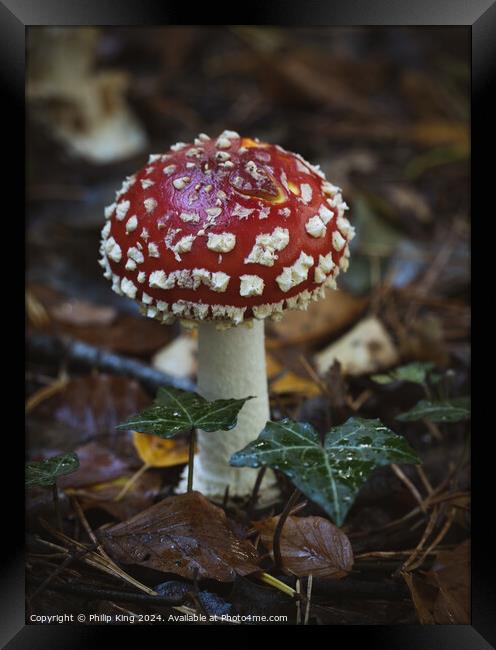 Fly Agaric Fungi, Burnham Beeches Framed Print by Philip King