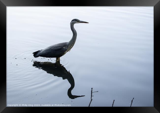 Heron on a Lake Framed Print by Philip King