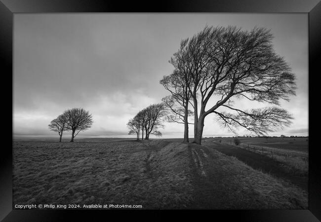 Trees on Roundway Hill Framed Print by Philip King