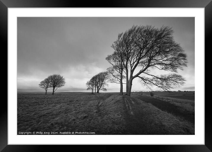 Trees on Roundway Hill Framed Mounted Print by Philip King