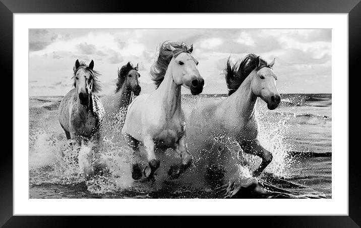 White Horses in Black and White  Framed Mounted Print by CC Designs