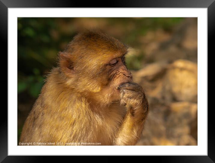 Thoughtful Primate in Sunlit Greenery Framed Mounted Print by Fabrice Jolivet