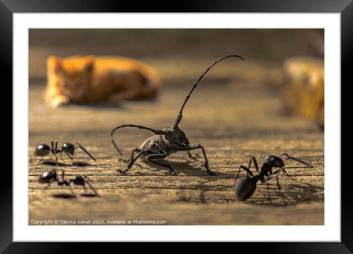 Enthralling Provencal Feline & Insect Encounter Framed Mounted Print by Fabrice Jolivet