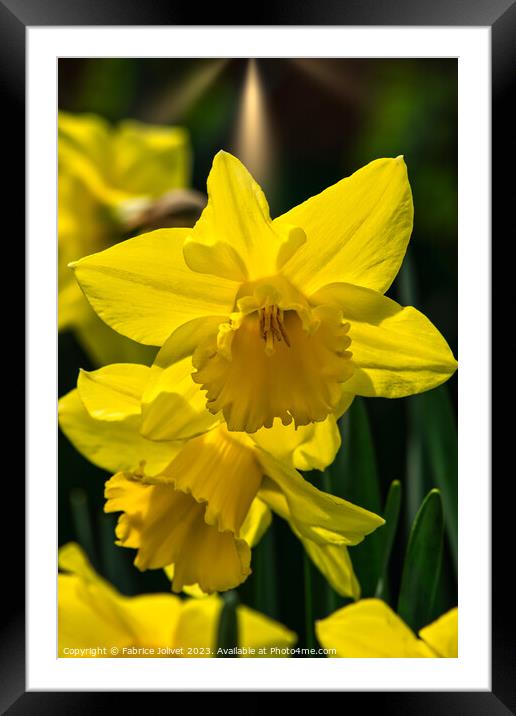 Yellow Blossom's Intimate Encounter Framed Mounted Print by Fabrice Jolivet