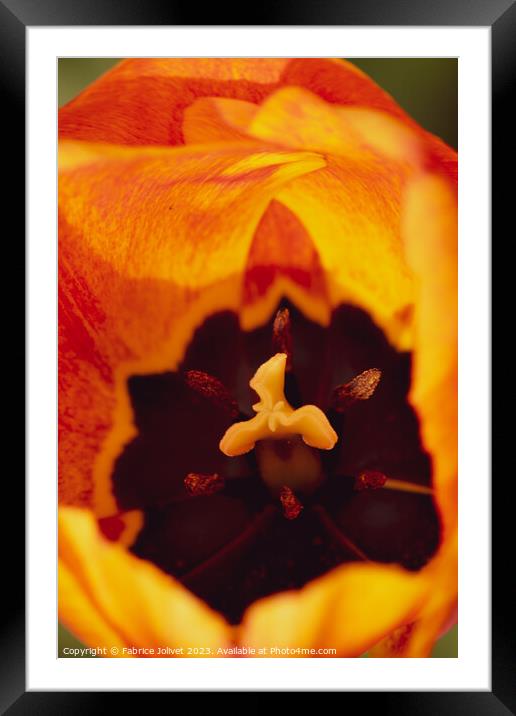 Inferno Blossom Unveiled Framed Mounted Print by Fabrice Jolivet