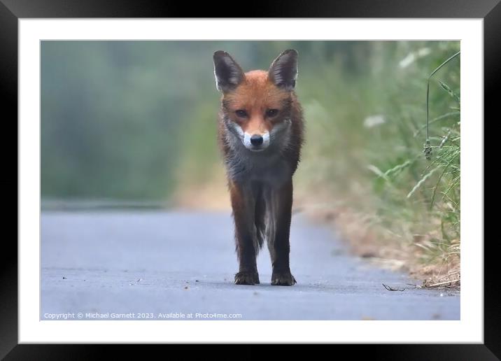 Red fox in the early morning mist  Framed Mounted Print by Michael Garnett