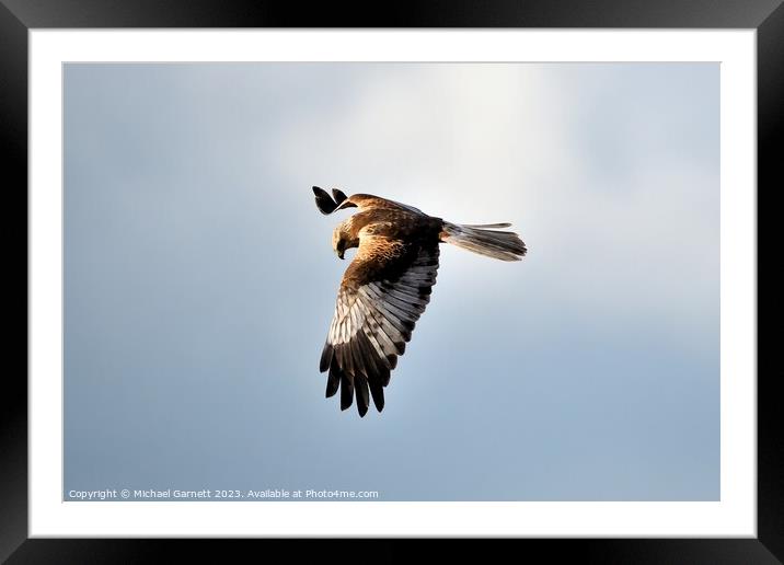 Marsh Harrier soaring high Framed Mounted Print by Michael Garnett