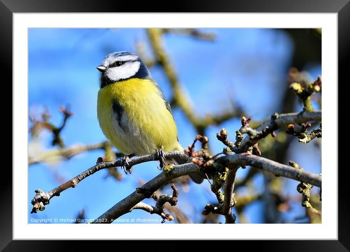 Beautiful Blue Tit enjoying the spring sunshine Framed Mounted Print by Michael Garnett