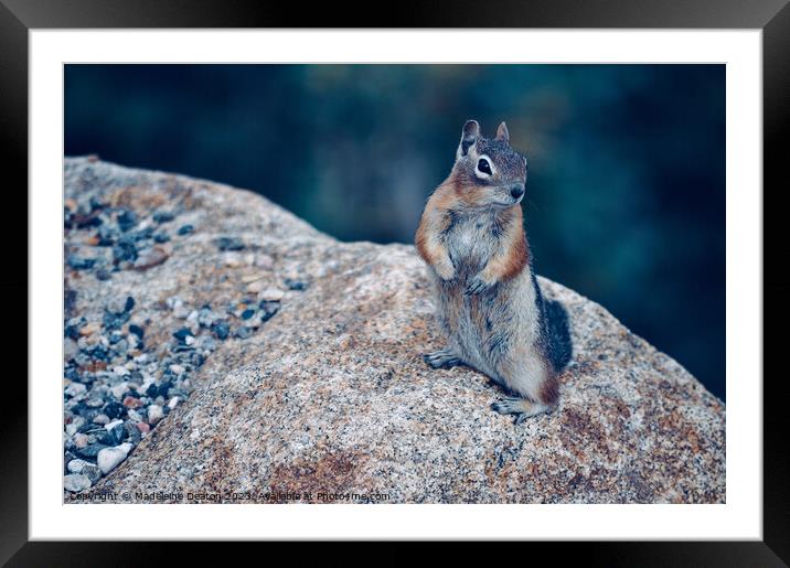 Ground Squirrel, Rocky Mountain National Park Framed Mounted Print by Madeleine Deaton