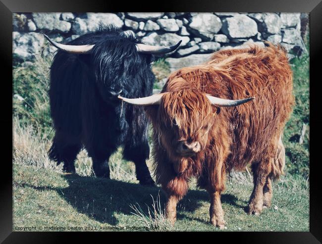 Highland Cows Framed Print by Madeleine Deaton