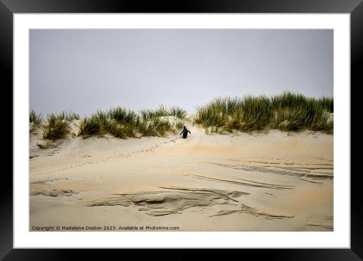 Little Yellow-Eyed Penguin Heading Back to the Nest Framed Mounted Print by Madeleine Deaton