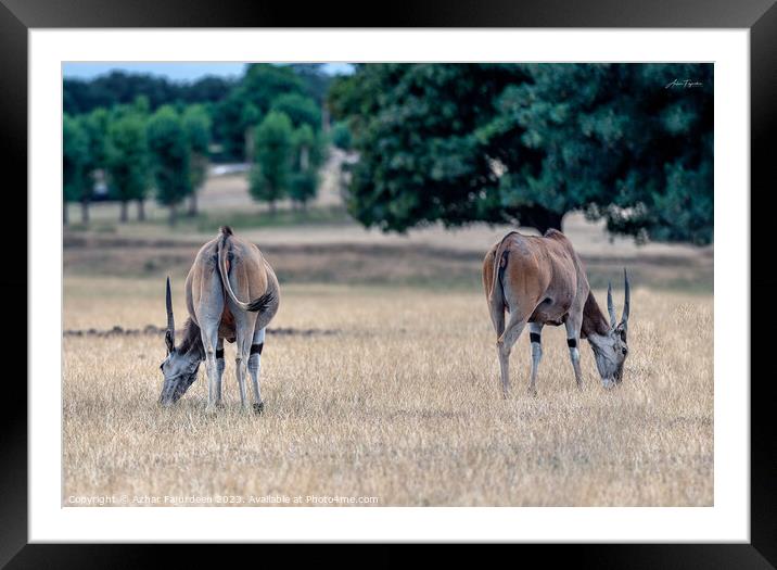 Common Elands in perfect Symmetry-colour Framed Mounted Print by Azhar Fajurdeen
