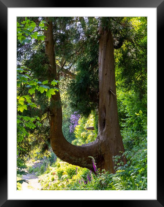 U shaped tree Framed Mounted Print by Rick Pearce