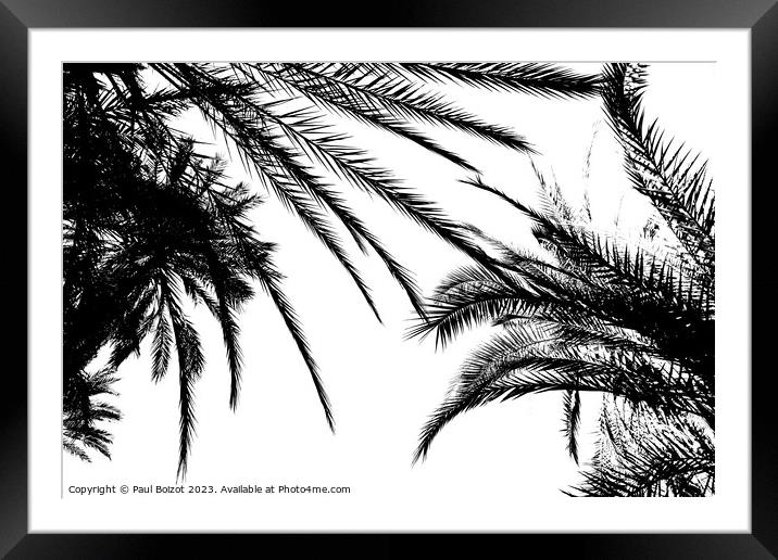 Palms at Tioute oasis, Morocco 2, high contrast  Framed Mounted Print by Paul Boizot