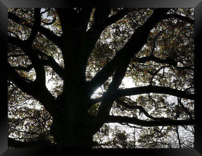 Autumn oak tree, Oxfordshire Framed Print by Paul Boizot