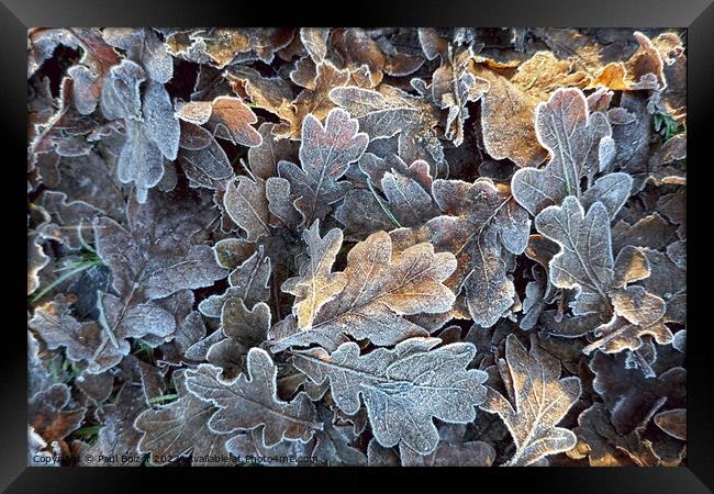 Frosted oak leaves 2 Framed Print by Paul Boizot
